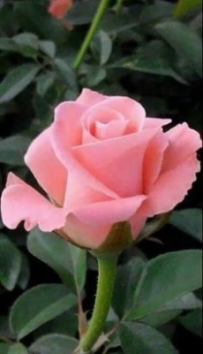 Ramo Funerario 7 Rosas Rosadas, Rosas para el Tanatorio, Ramo de Flores para dar Condolencias, Ramos Funerarios para Madrid, Flores para Difuntos