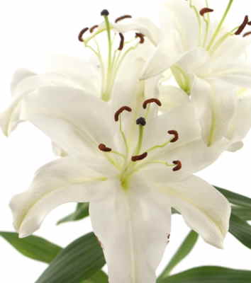 Ramos Flores Finlandia, Floristería Online, Arreglos Florales, Ramos de Flores para Regalar, Flores Blancas, Comprar Flores, Flores en Madrid